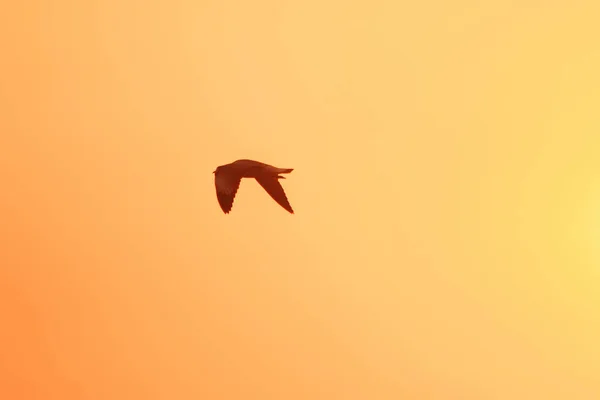 갈매기의 실루엣 아름다운 오렌지색 배경을 가지고 있습니다 — 스톡 사진