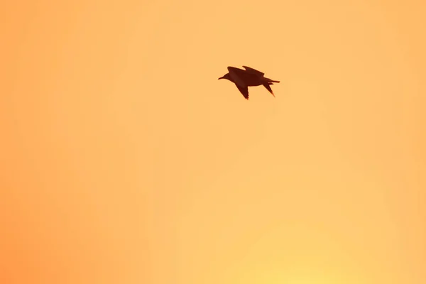 Silhouetten Von Möwen Die Über Dem Sonnenuntergang Fliegen Mit Einem — Stockfoto