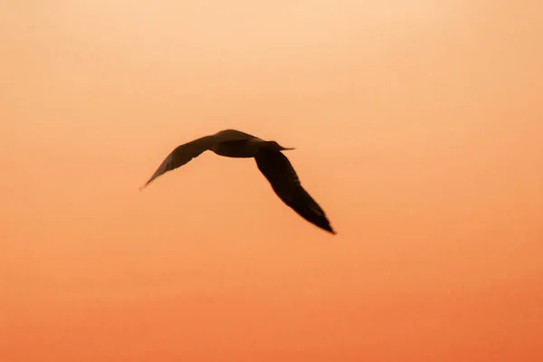 Silhuetas Gaivotas Voando Acima Pôr Sol Com Belo Fundo Laranja — Fotografia de Stock