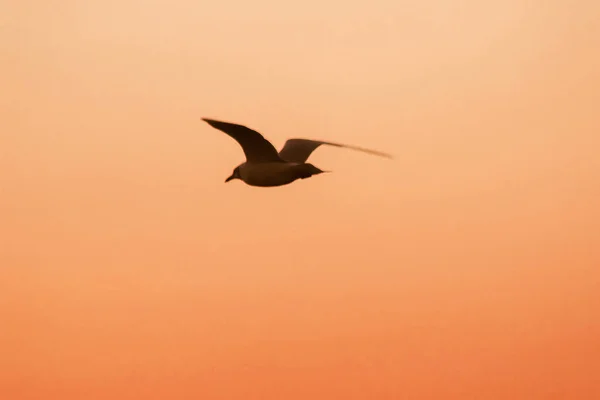 Silhuetter Måsar Som Flyger Ovanför Solnedgången Med Vacker Orange Bakgrund — Stockfoto