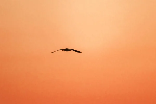 Silhouette Gabbiani Che Volano Sopra Tramonto Con Bellissimo Sfondo Arancione — Foto Stock