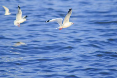 Deniz üzerinde uçan martılar, büyük bir grupta birlikte yaşayan bir sulak alan kuşudur.