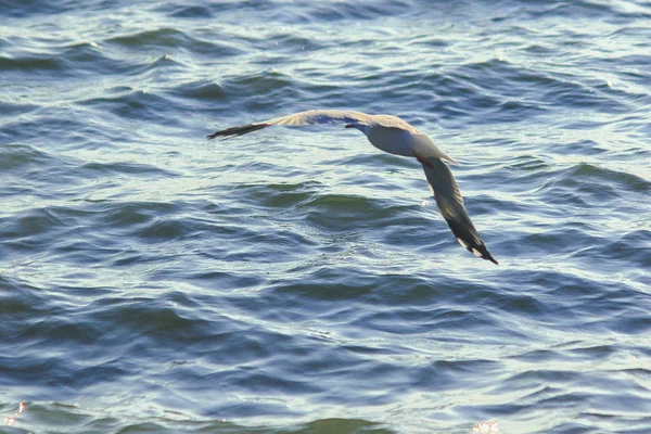 Чайки Літають Над Морем Живуть Разом Великій Групі Водно Болотний — стокове фото