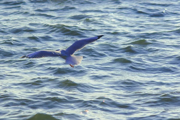 Meeuwen Vliegen Zee Leven Samen Een Grote Groep Een Wetlands — Stockfoto