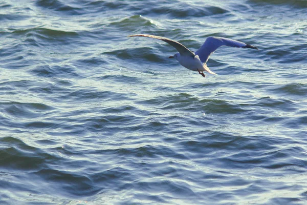 Möwen Fliegen Über Das Meer Das Zusammenleben Einer Großen Gruppe — Stockfoto
