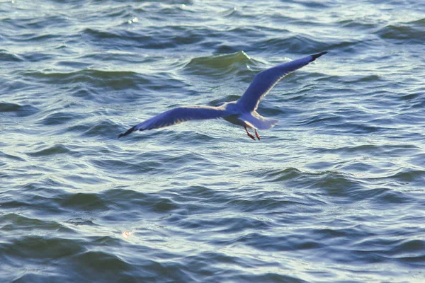 海の上を飛んでいるカモメ 大きなグループで一緒に暮らす海岸沿いの湿地鳥です — ストック写真