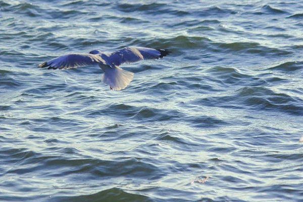 Måsar Som Flyger Över Havet Bor Tillsammans Stor Grupp Våtmarksfågel — Stockfoto