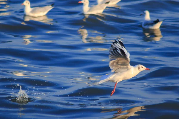 Måsar Som Flyger Över Havet Bor Tillsammans Stor Grupp Våtmarksfågel — Stockfoto