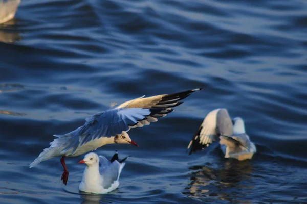 Måsar Som Flyger Över Havet Bor Tillsammans Stor Grupp Våtmarksfågel — Stockfoto
