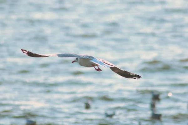 Pescărușii Care Zboară Deasupra Mării Trăind Împreună Într Grup Mare — Fotografie, imagine de stoc
