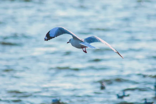 Seagulls flying over the sea , Living together in a large group Is a wetlands bird along the coast