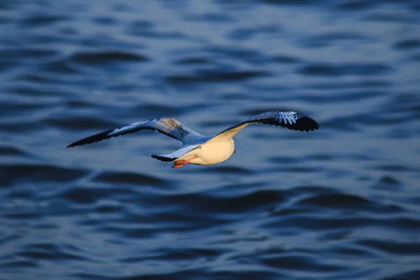 Möwen Fliegen Über Das Meer Das Zusammenleben Einer Großen Gruppe — Stockfoto