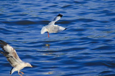 Deniz üzerinde uçan martılar, büyük bir grupta birlikte yaşayan bir sulak alan kuşudur.