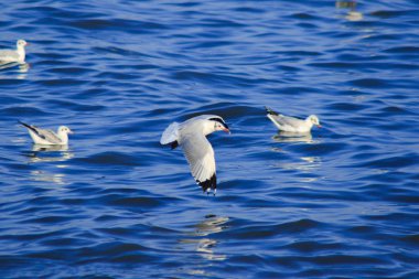 Deniz üzerinde uçan martılar, büyük bir grupta birlikte yaşayan bir sulak alan kuşudur.