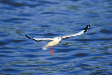 Deniz üzerinde uçan martılar, büyük bir grupta birlikte yaşayan bir sulak alan kuşudur.