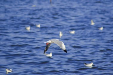 Deniz üzerinde uçan martılar, büyük bir grupta birlikte yaşayan bir sulak alan kuşudur.