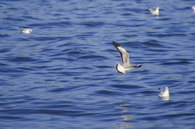 Deniz üzerinde uçan martılar, büyük bir grupta birlikte yaşayan bir sulak alan kuşudur.