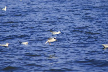 Deniz üzerinde uçan martılar, büyük bir grupta birlikte yaşayan bir sulak alan kuşudur.