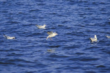 Deniz üzerinde uçan martılar, büyük bir grupta birlikte yaşayan bir sulak alan kuşudur.
