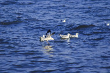 Deniz üzerinde uçan martılar, büyük bir grupta birlikte yaşayan bir sulak alan kuşudur.