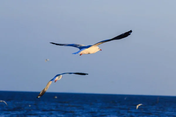 Seagulls Flying Sea Living Together Large Group Wetlands Bird Coast — Stock Photo, Image