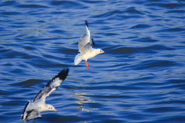 Gabbiani Che Sorvolano Mare Che Vivono Insieme Grande Gruppo Uccello — Foto Stock