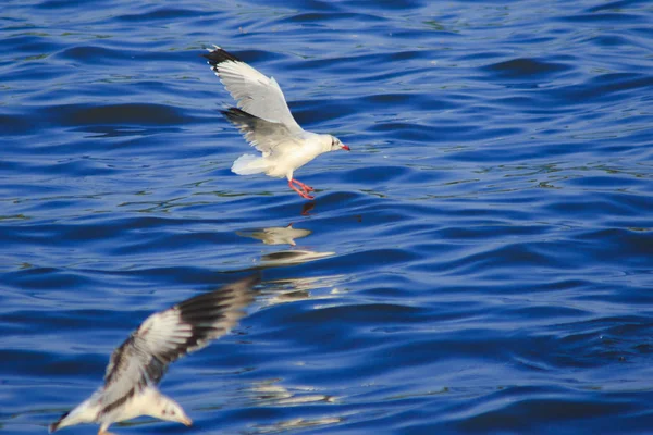 Måsar Som Flyger Över Havet Bor Tillsammans Stor Grupp Våtmarksfågel — Stockfoto