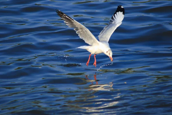 Måsar Som Flyger Över Havet Bor Tillsammans Stor Grupp Våtmarksfågel — Stockfoto