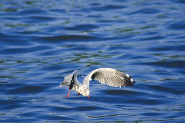 Seagulls Flying Sea Living Together Large Group Wetlands Bird Coast — Stock Photo, Image