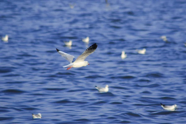 海の上を飛んでいるカモメ 大きなグループで一緒に暮らす海岸沿いの湿地鳥です — ストック写真