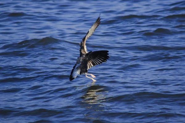 Seagulls flying over the sea , Living together in a large group Is a wetlands bird along the coast