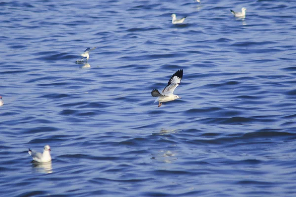 Måsar Som Flyger Över Havet Bor Tillsammans Stor Grupp Våtmarksfågel — Stockfoto