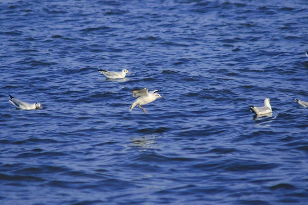 海の上を飛んでいるカモメ 大きなグループで一緒に暮らす海岸沿いの湿地鳥です — ストック写真