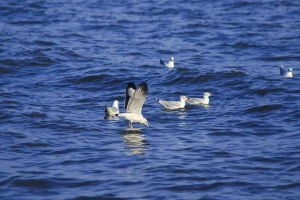 Seagulls Flying Sea Living Together Large Group Wetlands Bird Coast — Stock Photo, Image