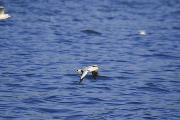 Möwen Fliegen Über Das Meer Das Zusammenleben Einer Großen Gruppe — Stockfoto