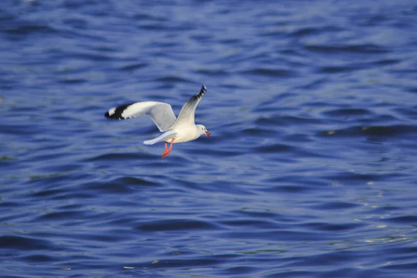 Gaivotas Voando Sobre Mar Vivendo Juntas Grande Grupo Pássaro Das — Fotografia de Stock