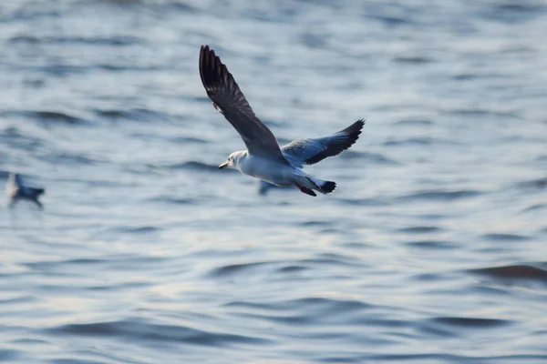 Seagulls Flying Sea Living Together Large Group Wetlands Bird Coast — Stock Photo, Image