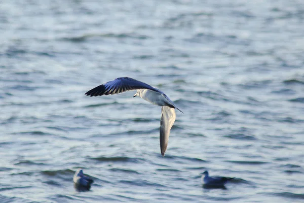 Seagulls Flying Sea Living Together Large Group Wetlands Bird Coast — Stock Photo, Image