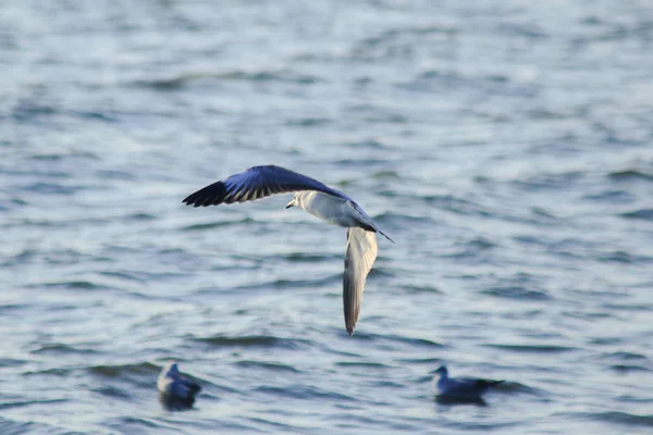 Meeuwen Vliegen Zee Leven Samen Een Grote Groep Een Wetlands — Stockfoto