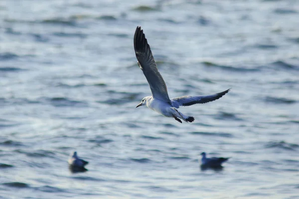 Möwen Fliegen Über Das Meer Das Zusammenleben Einer Großen Gruppe — Stockfoto