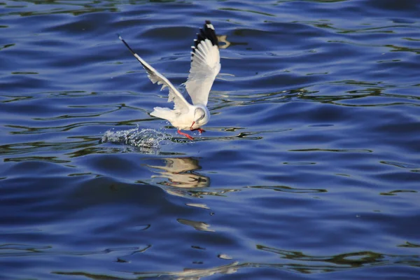 Måsar Som Flyger Över Havet Bor Tillsammans Stor Grupp Våtmarksfågel — Stockfoto