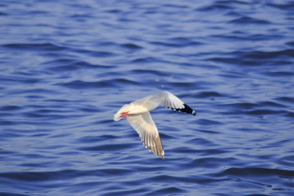 Måsar Som Flyger Över Havet Bor Tillsammans Stor Grupp Våtmarksfågel — Stockfoto