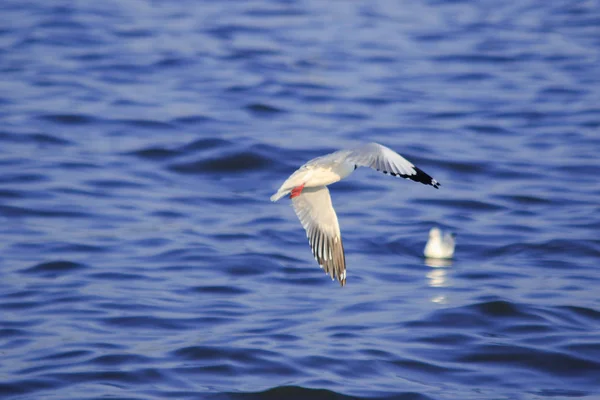 Måsar Som Flyger Över Havet Bor Tillsammans Stor Grupp Våtmarksfågel — Stockfoto