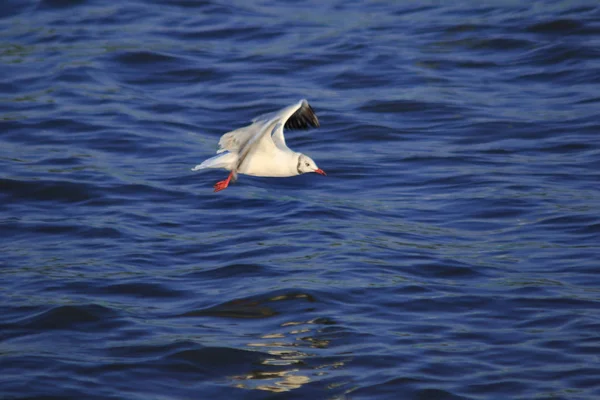 Gaivotas Voando Sobre Mar Vivendo Juntas Grande Grupo Pássaro Das — Fotografia de Stock