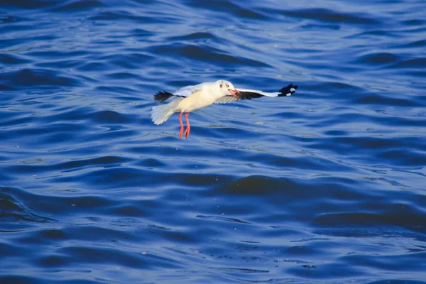 Gaivotas Voando Sobre Mar Vivendo Juntas Grande Grupo Pássaro Das — Fotografia de Stock