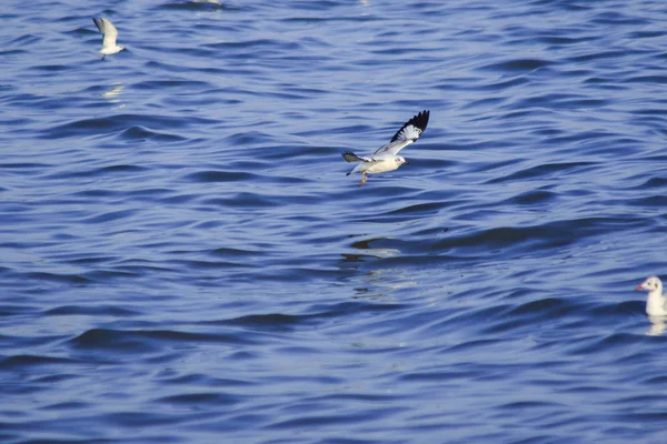 Nad Mořem Létají Racci Žijí Spolu Velké Skupině Pták Mokřin — Stock fotografie