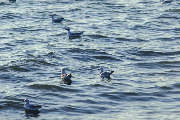 海に浮かぶカモメ 大きなグループで一緒に暮らす海岸沿いの湿地鳥です — ストック写真