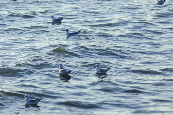 Seagulls floating in the water , Living together in a large group Is a wetlands bird along the coast