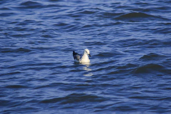 Seagulls Floating Water Living Together Large Group Wetlands Bird Coast — Stock Photo, Image