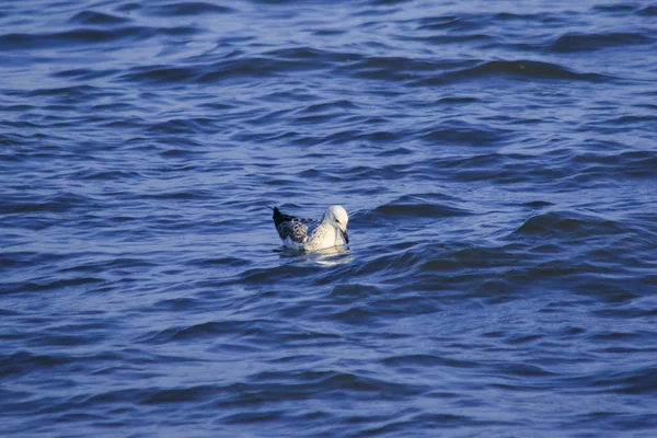 Las Gaviotas Flotando Agua Viviendo Juntas Gran Grupo Ave Humedales — Foto de Stock